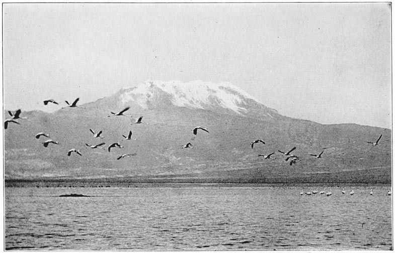 Flamingos on Lake Parinacochas, and Mt. Sarasara